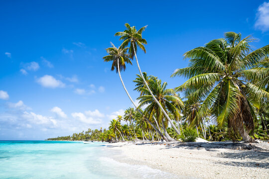 Summer vacation at a tropical beach with palm trees