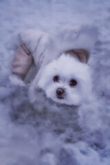 little white maltese dog outdoors in the snow