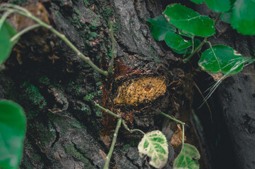 Tree trunk with the figure of an eye on a cut branch