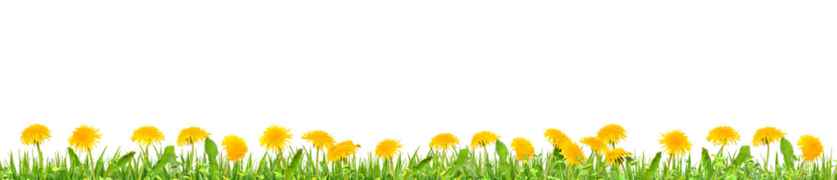 green grass and wild dandelions flowers on isolated background