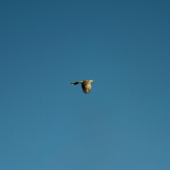 Crowned eagle in flight with clear sky