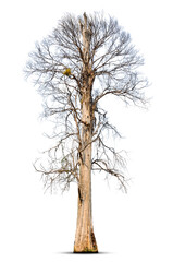 Fototapeta premium Dead tree isolated on white background.