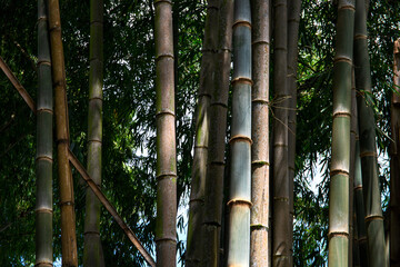 Wild bamboo forest with green trunks and leaves, natural tropical landscape. Natural zen background