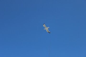 seagull in the sky