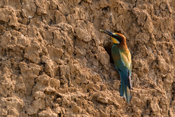 Back view European bee-eater or Merops apiaste eats up to its hole