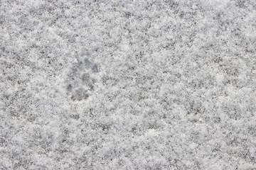 Obraz premium Cat footprints in the snow.