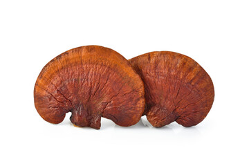 Lingzhi Mushroom Ganoderma Lucidum Isolated on white background