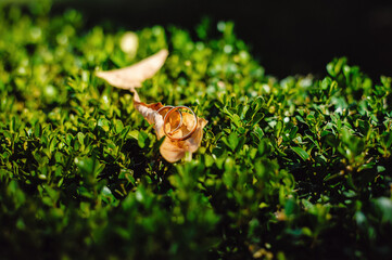 Two gold wedding rings are on a yellow leaf, on a green background. Close-up. Place for text.