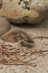 Little chick on the way on the beach