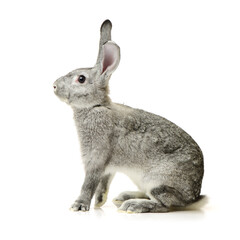 rabbit isolated on white