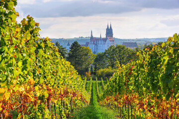 Blick über herbstliche Weinberge auf die Stadt Meissen in Sachsen, Deutschland - view over autumn vineyards to the city of Meissen in Saxony - 414618416