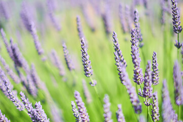 Obraz premium Lavender field in Yorkshire, UK