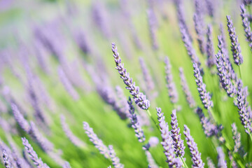 Lavender field in Yorkshire, UK