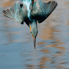 Hunting kingfisher bird ready to splash into water - 414619210