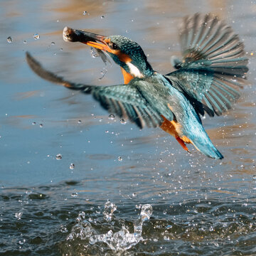 Hunting Kingfisher Bird With Fish