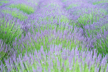 Fototapeta na wymiar Lavender field in Yorkshire, UK