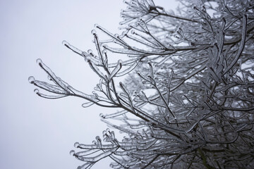 Frozen branches after freezing rain in the winter.