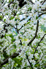 White blossoms on branches with small fresh green leaves on blurred background. Orchard in Crimea mountains. Bakhchisarai Crimea. Spring blooming concept background