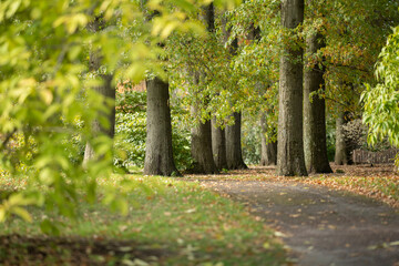 bosque y hojas en el camino