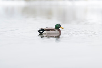 Patos en lago en invierno