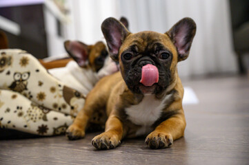 french bulldog puppies laying watching in to the camera 