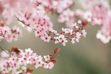 Fototapeta na wymiar Detalles de flores y arboles en primavera 3