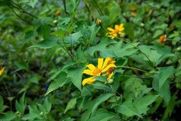 Yellow flower in green summer meadow. Yellow daisy flower in green grassland. Rural field with blooming flowers. Summer outdoor nature concept. Green grass meadow perspective landscape