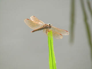 close up yellow dragonfly