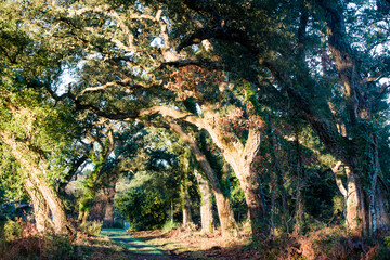 magnificent path lined with cork oaks