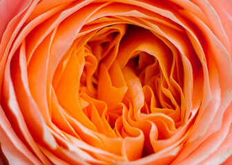 orange rose's bud macro view petals close-up background