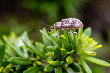 A weevil walking on leaves in Royal National Park