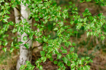 Young green foliage blooms in the trees. Birch tree with fresh green leaves in a meadow in the...