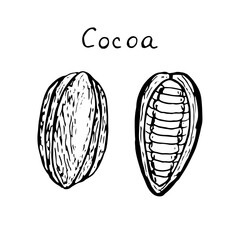 Set of cocoa fruit, whole and half, vector illustration, sketch