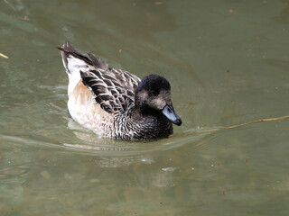 Canard de Chilo&eacute; ou mareca sibilatrix barbotant en eau douce &agrave; la recherche de nourriture ou plante aquatique