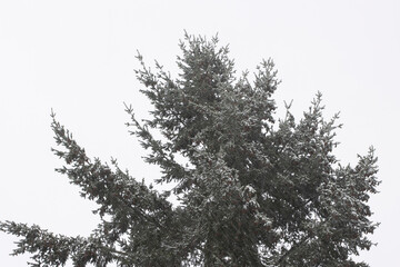 Close up of a Douglas fir tree on a snowy day. The tree is native to western North America and is...