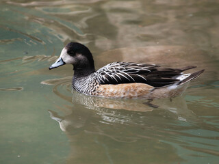 Canard de Chiloé ou mareca sibilatrix, oiseau d'eau exotique, barbotant dans un petit étang