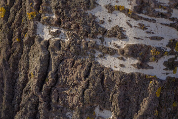 Poplar bark close-up. The texture of the tree.