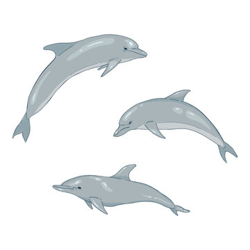 Vector Set of Cartoon Dolphins