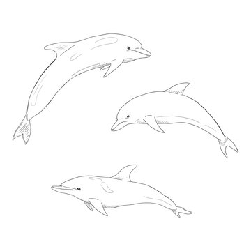 Vector Set of Sketch Dolphin