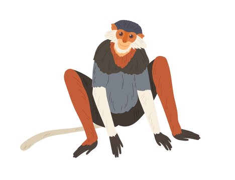 Cute red-shanked douc with long hair on cheeks. Colorful monkey with slender maroon limbs. Hand-drawn exotic Asian animal. Colored flat vector illustration isolated on white background