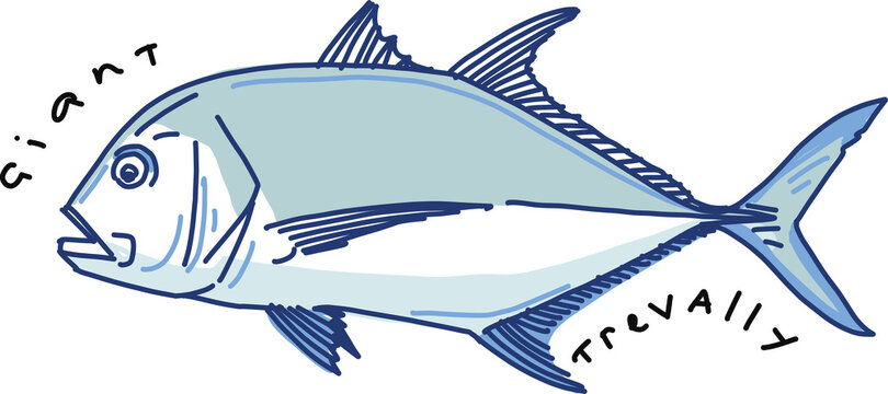 the giant trevally fish on a white background
