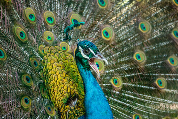 Fototapeta na wymiar closeup portrait of a male peacock head