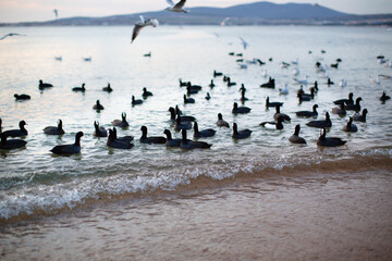 Black birds on the sea near the shore