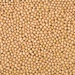 Soybean background