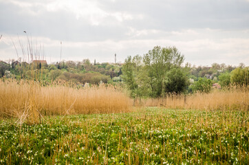 Landscape, in front of the forest sown with reeds, Petrovaradin, Novi Sad, Serbia 