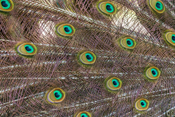 Obraz premium closeup portrait of a male peacock feathers and tail