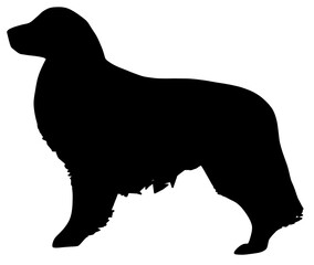 可愛いゴールデンレトリバーのシルエット