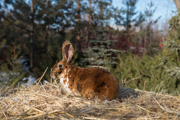 rex rabbit in the hay on the background of coniferous trees