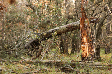 Arbre mort en automne 