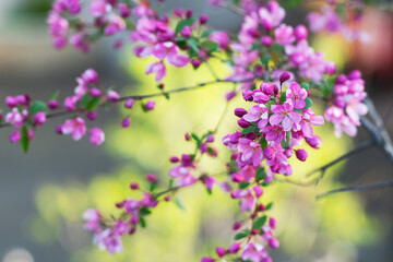 Pink cherry flowers on the tree